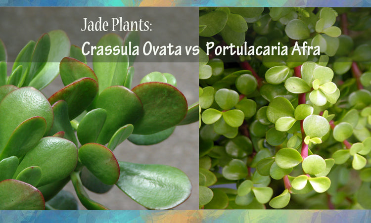 Jade Plants: Crassula Ovata vs Portulacaria Afra – RollingNature