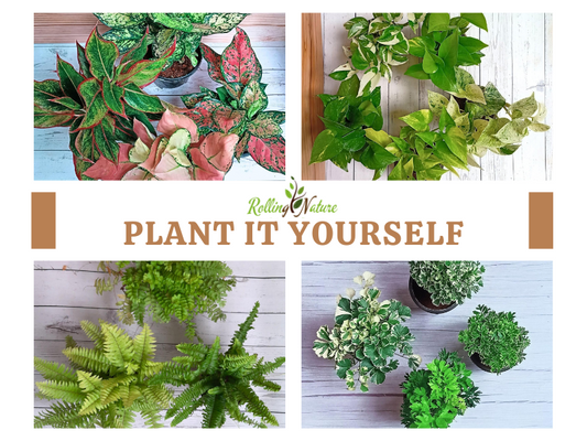 PIY Plants: Popular Picks