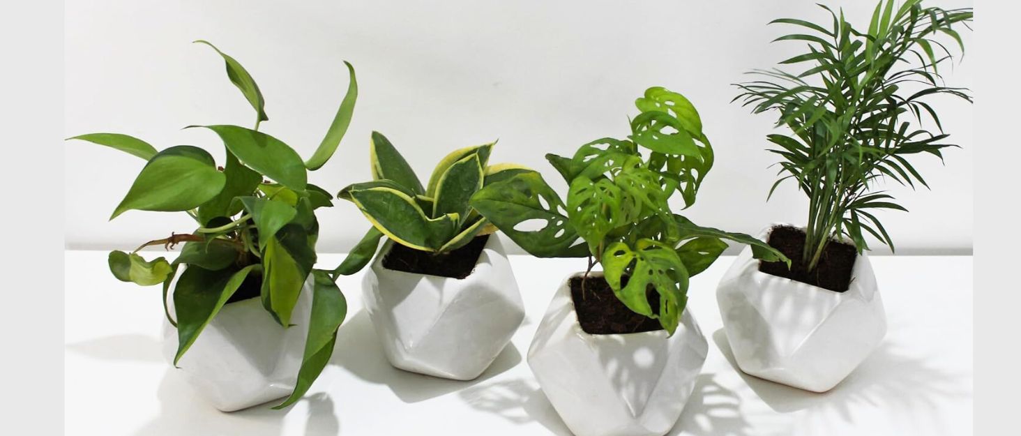 Simple DIY Plant Gifts - Creative Ramblings