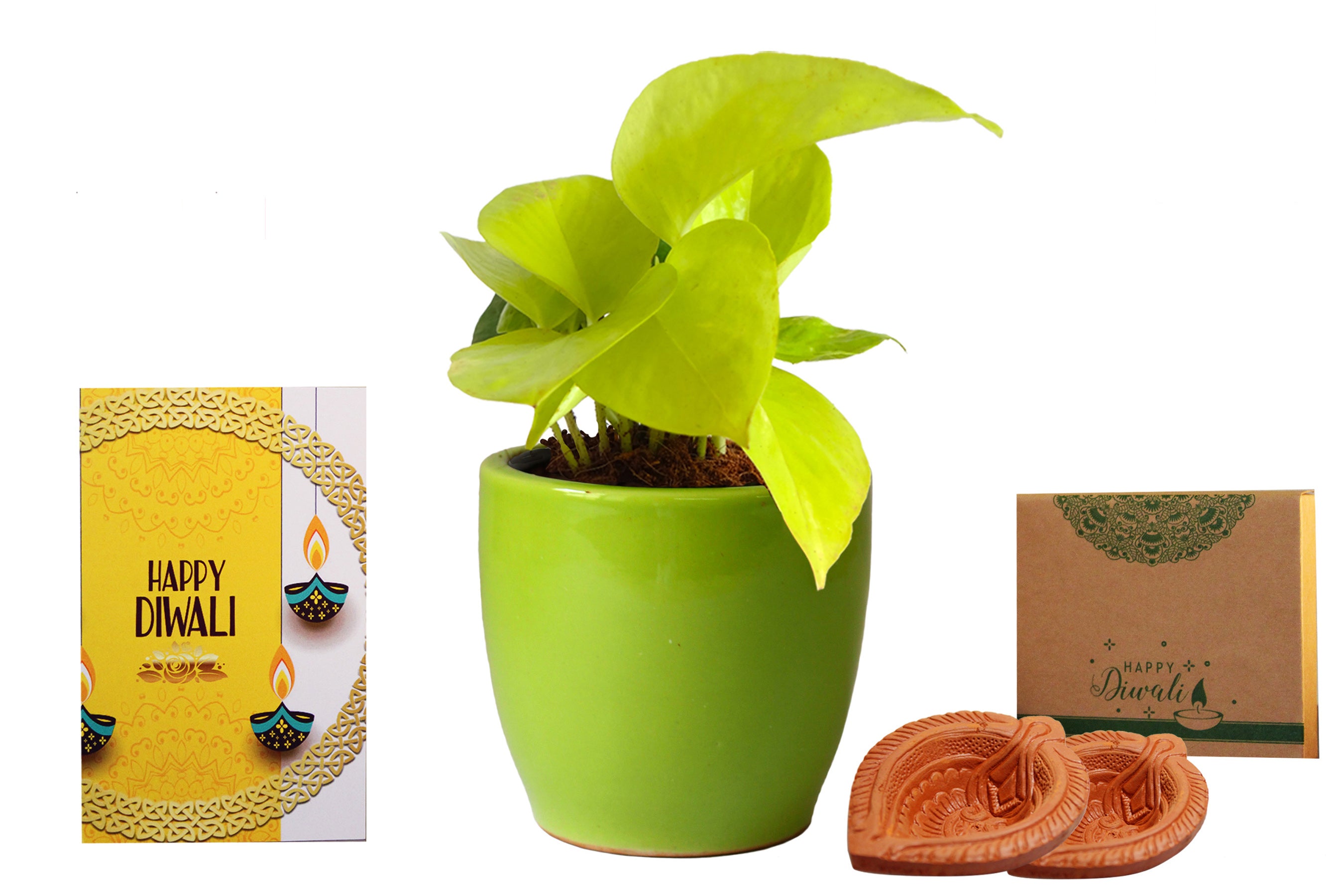 Vibrant Green Plant Gift Trio | Winni.in