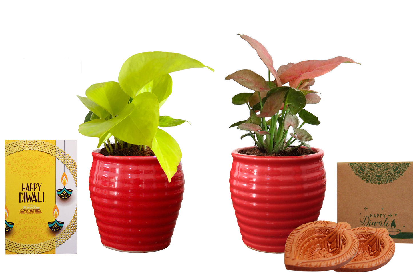 Rolling Nature Diwali Gift Combo of Good Luck Air Purifying  Golden Pothos and Pink Syngonium Plant in Red Ceramic Pot 