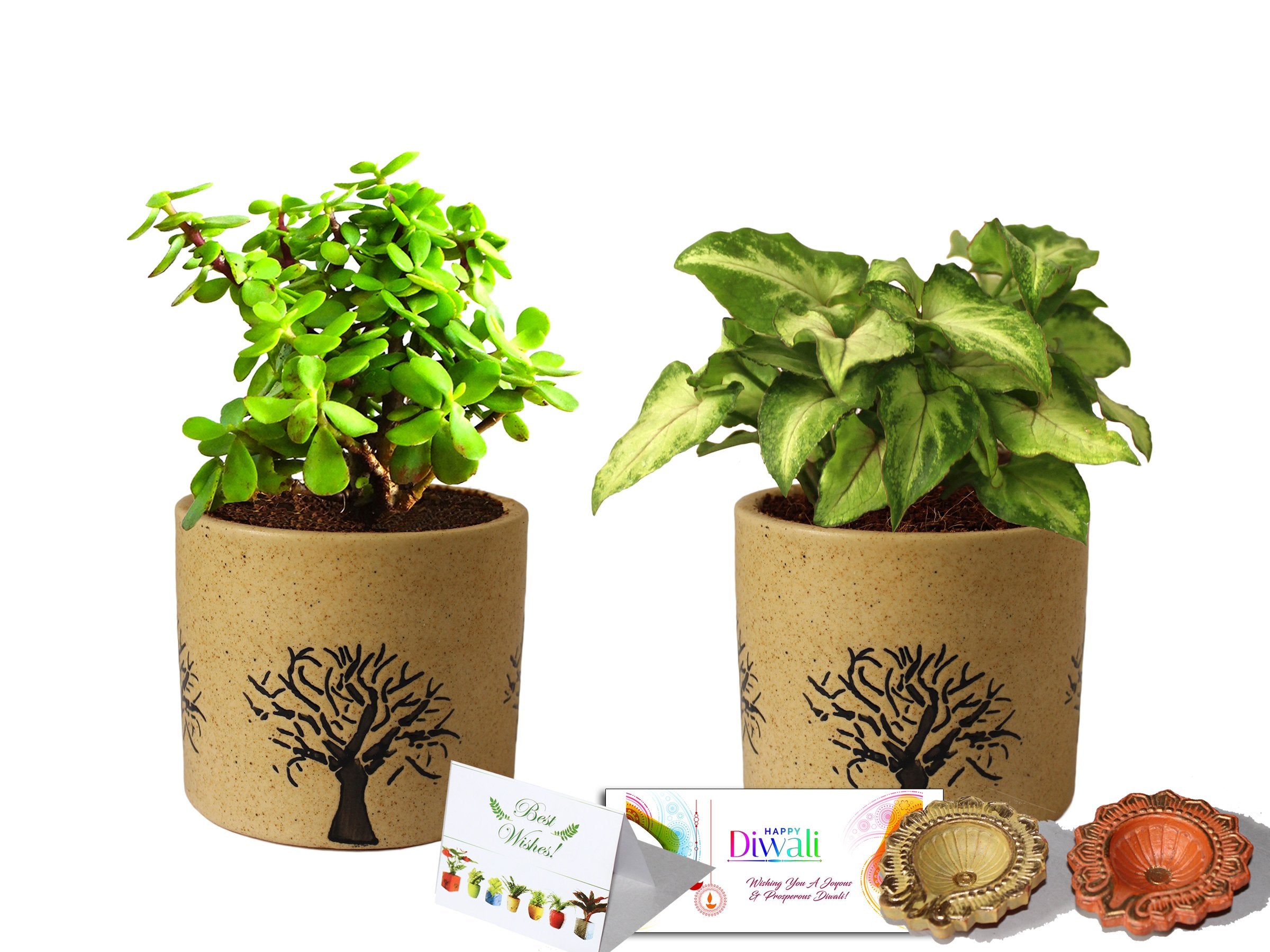 Buy Gift Plants Online at Best Price From - Nursery Nisarga