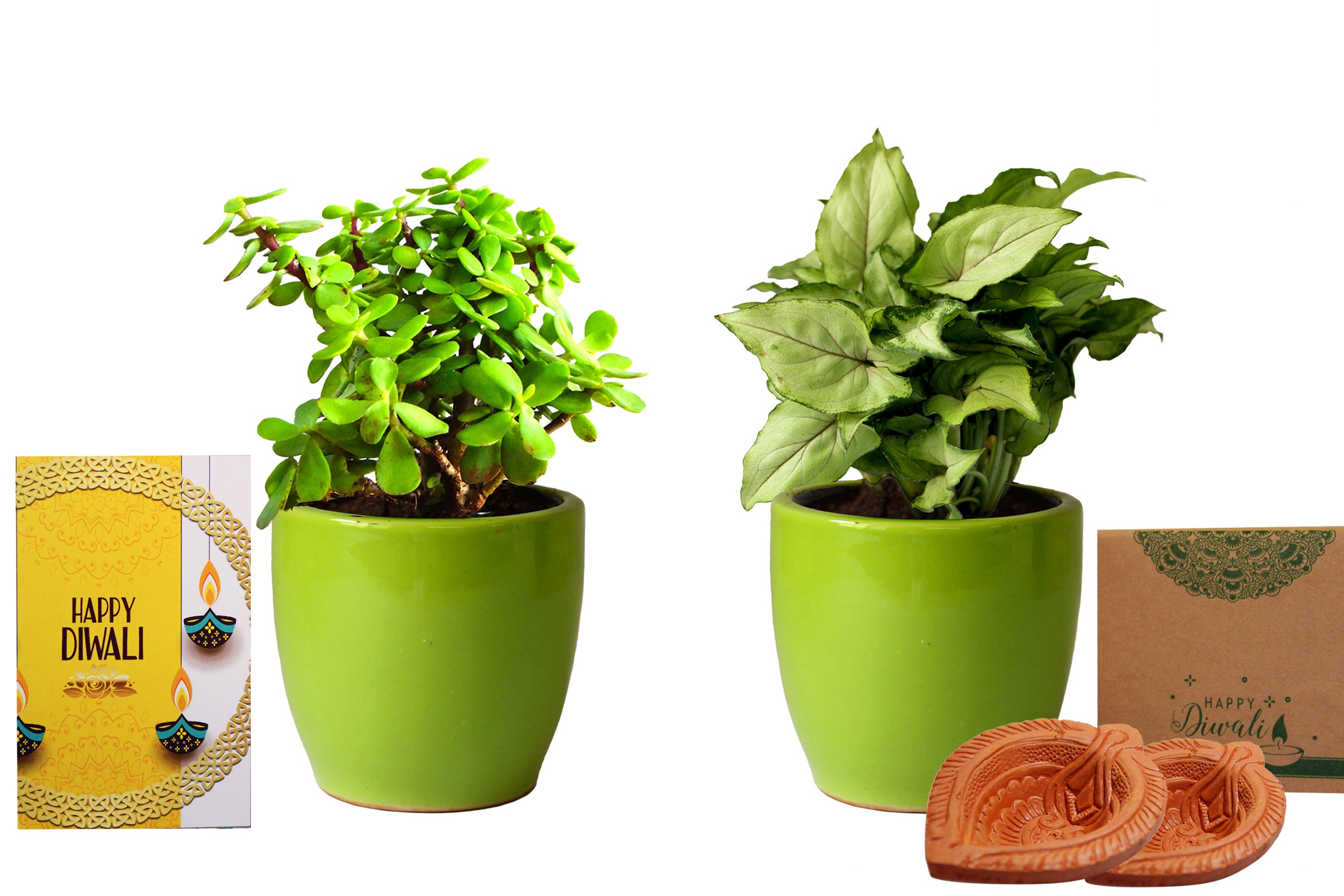 Eco-friendly Gifts: Top Plant Gifts for Your Sister & Brother This Raksha  Bandhan 2022