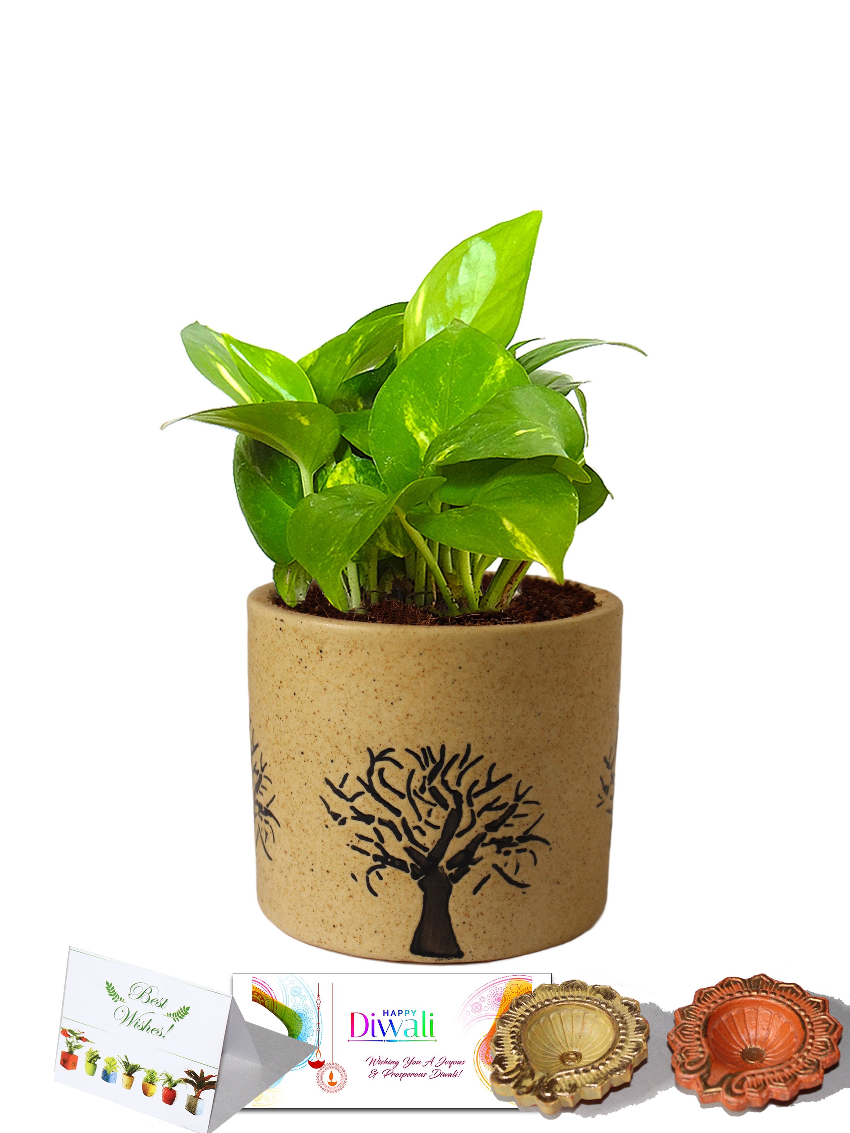 Mini Gift Pots – Giving Plants In Flowerpots As Gifts | Gardening Know How