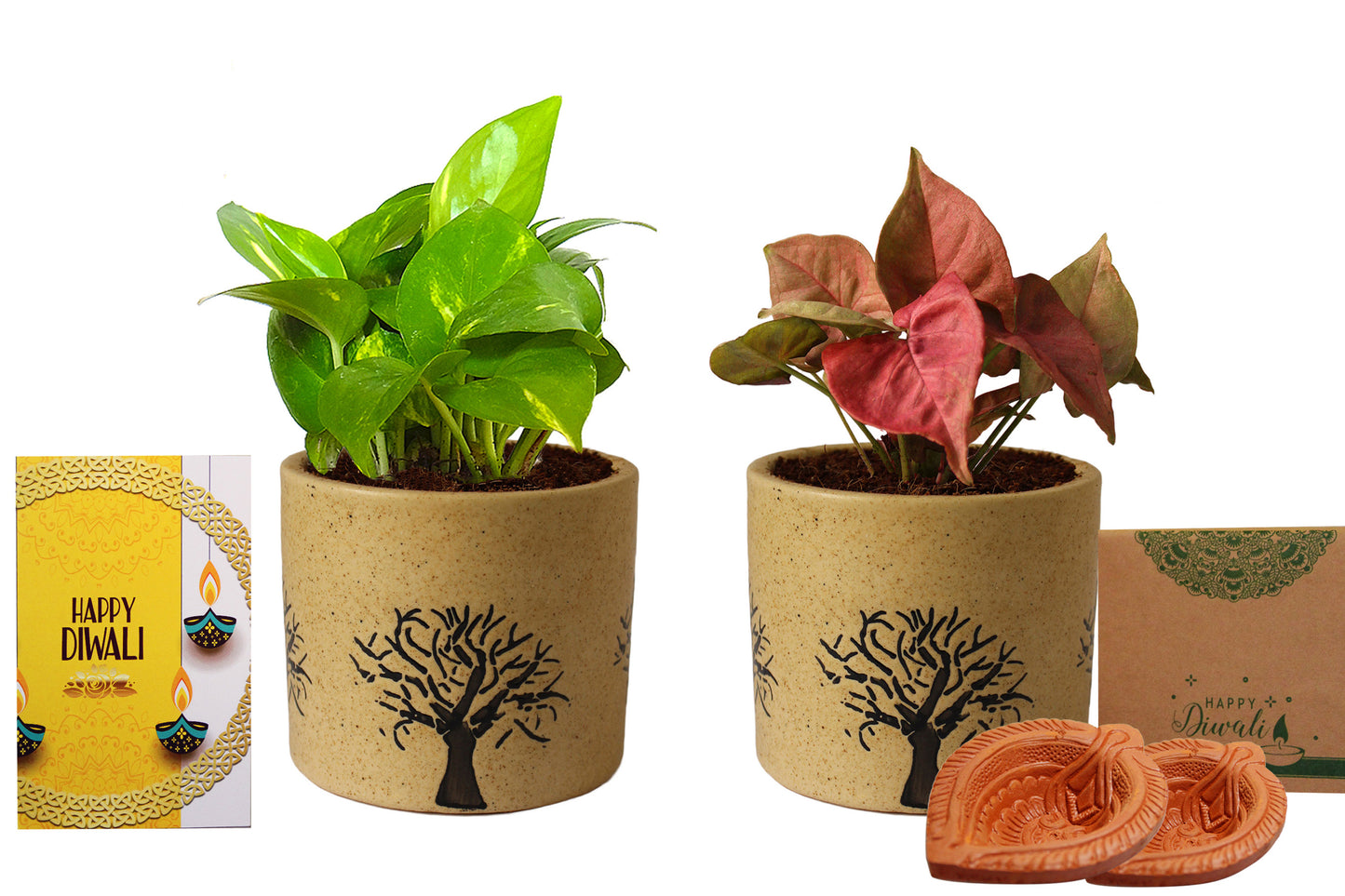 Rolling Nature Diwali Gift Combo of Good Luck Air Purifying Live Money Plant and Pink Syngonium in Brown Barrel Aroez Ceramic Pot