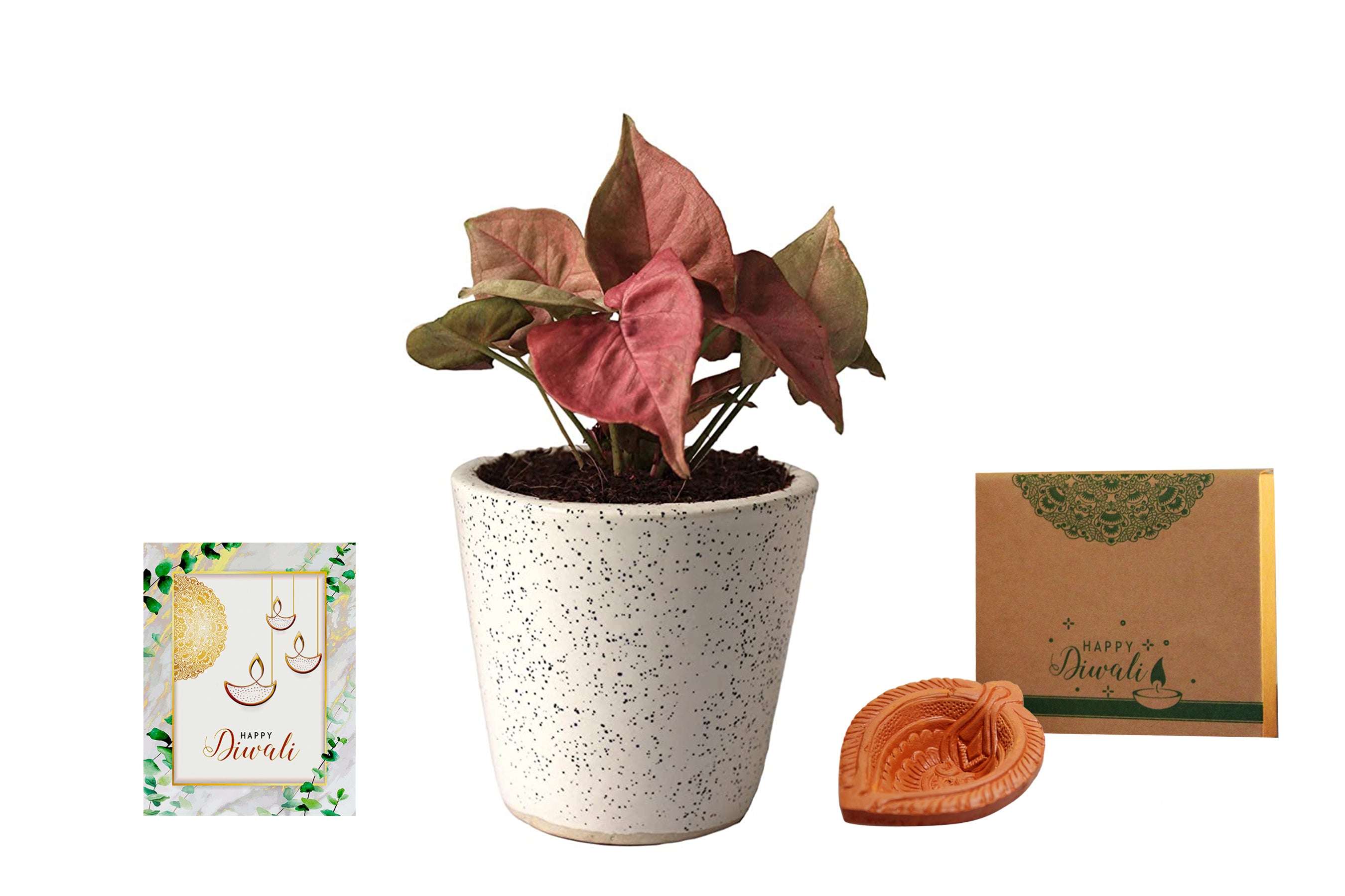 Inexpensive gift ideas for indoor plant lovers - ABC Everyday
