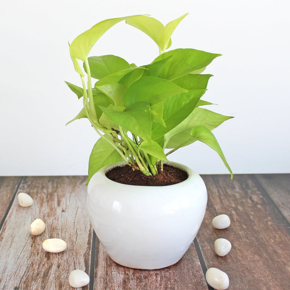 Buy Live Natural Indoor Plants Online India | Green Gifts & Décor ...