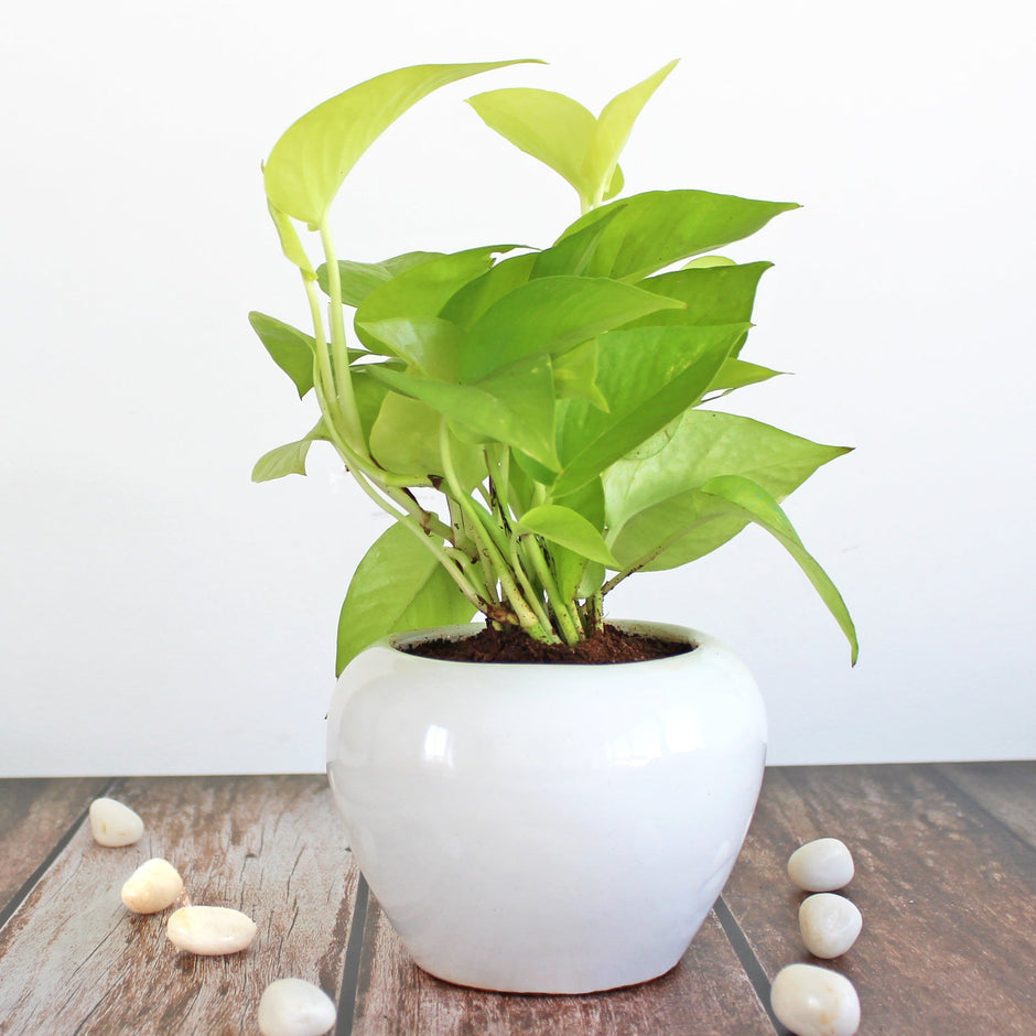 Buy Live Natural Indoor Plants Online India | Green Gifts & Décor ...