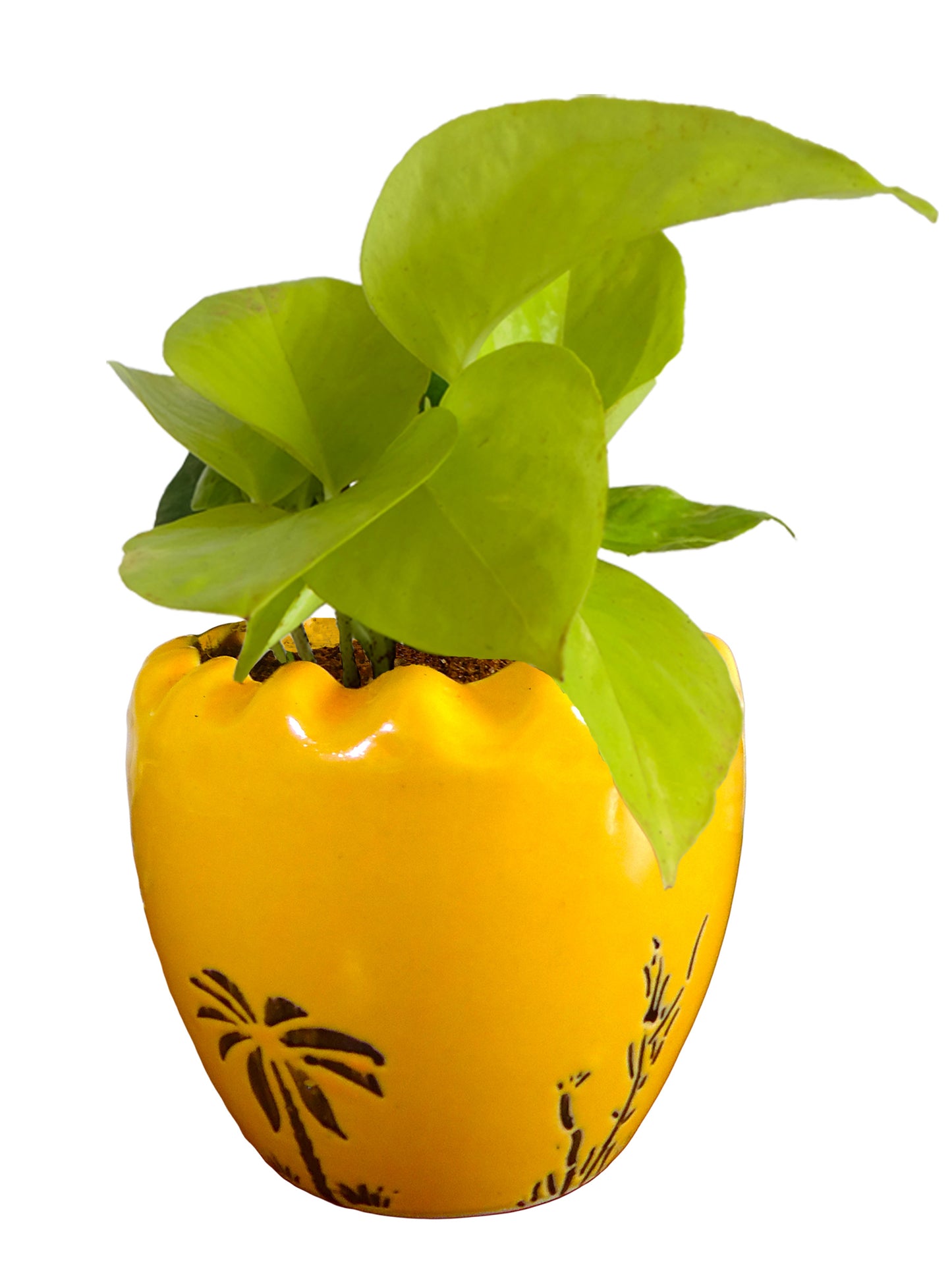 Good Luck Air Purifying Live Golden Money Plant in Yellow Ruffel Aroez Ceramic Pot