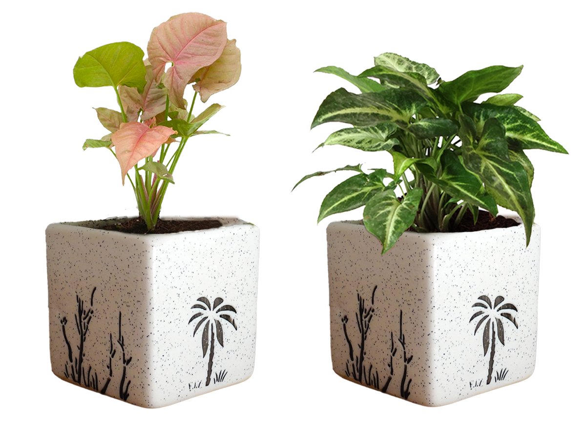 Combo Of Good Luck Air Purifying Live Syngonium Pink and Syngonium Green Plant in White  Square Aroez Ceramic Pot